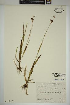spécimen de Luzula parviflora