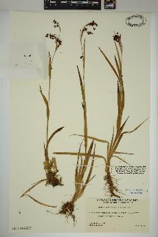 spécimen de Luzula parviflora