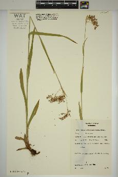 spécimen de Luzula parviflora