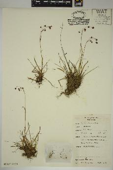 spécimen de Luzula rufescens