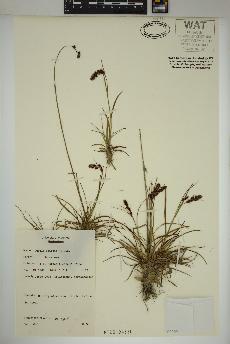 spécimen de Luzula spicata