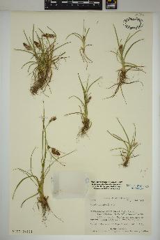 spécimen de Luzula spicata