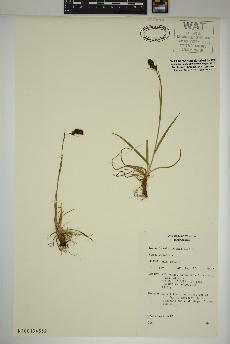 spécimen de Luzula spicata