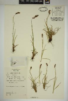 spécimen de Luzula spicata