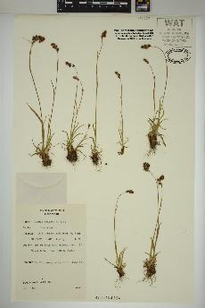 spécimen de Luzula spicata