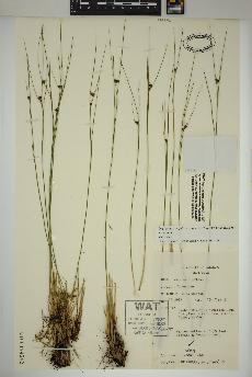 spécimen de Oreojuncus trifidus
