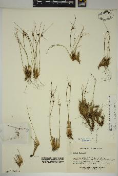 spécimen de Oreojuncus trifidus