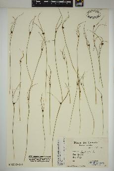 spécimen de Oreojuncus trifidus