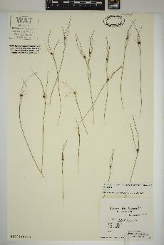 spécimen de Oreojuncus trifidus