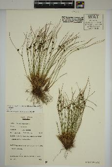 spécimen de Oreojuncus trifidus