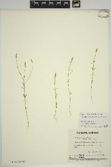 spécimen de Polygala ambigua