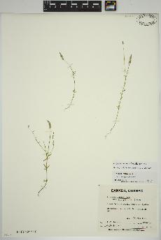 spécimen de Polygala ambigua