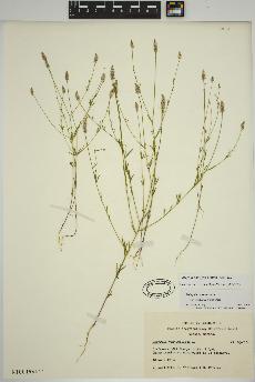spécimen de Polygala ambigua