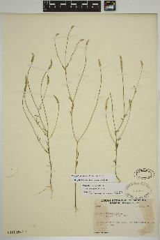 spécimen de Polygala ambigua