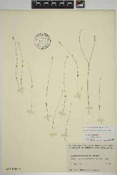 spécimen de Polygala ambigua