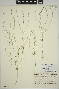 spécimen de Polygala ambigua