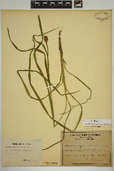 spécimen de Carex typhina