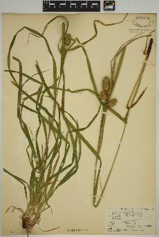 spécimen de Carex typhina