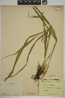 spécimen de Carex typhina