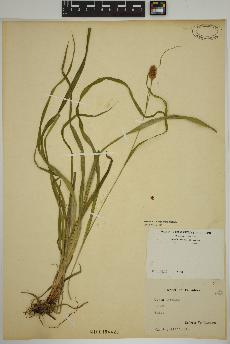 spécimen de Carex typhina