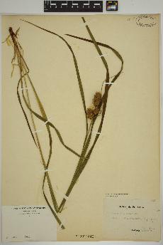 spécimen de Carex typhina