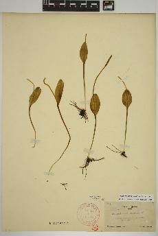 spécimen de Ophioglossum pusillum