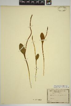 spécimen de Ophioglossum pusillum