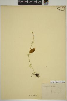 spécimen de Ophioglossum pusillum