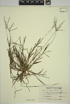 spécimen de Digitaria ischaemum