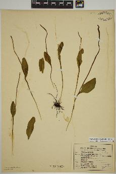 spécimen de Ophioglossum pusillum