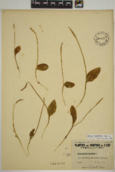 spécimen de Ophioglossum pusillum