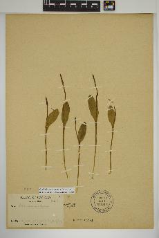 spécimen de Ophioglossum pusillum