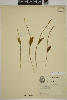 spécimen de Ophioglossum pusillum