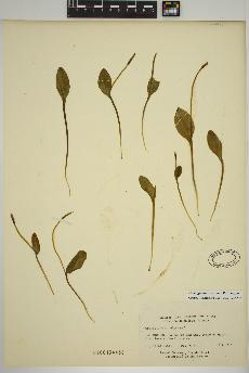 spécimen de Ophioglossum pusillum