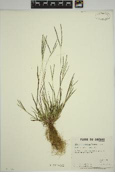 spécimen de Digitaria ischaemum