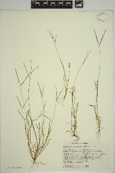 spécimen de Digitaria ischaemum