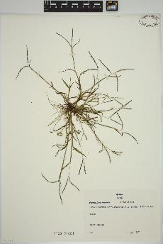 spécimen de Digitaria ischaemum