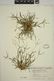 spécimen de Digitaria ischaemum