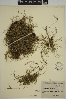 spécimen de Digitaria ischaemum