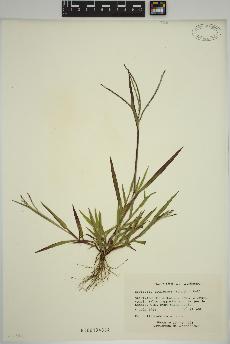 spécimen de Digitaria ischaemum