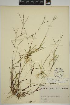 spécimen de Digitaria ischaemum