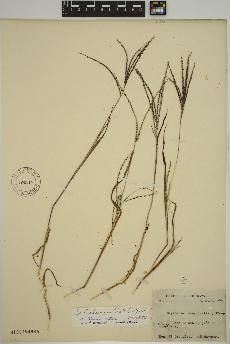spécimen de Digitaria ischaemum