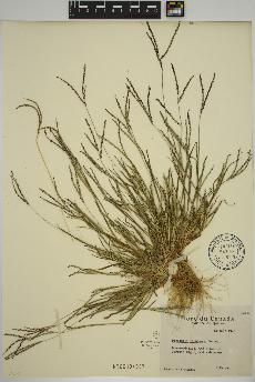 spécimen de Digitaria ischaemum