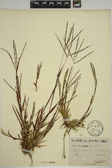 spécimen de Digitaria ischaemum