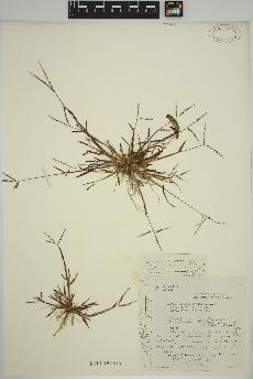 spécimen de Digitaria ischaemum