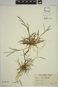 spécimen de Digitaria ischaemum