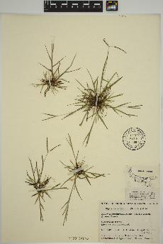 spécimen de Digitaria ischaemum