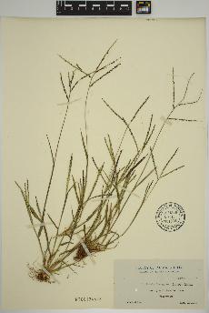 spécimen de Digitaria ischaemum