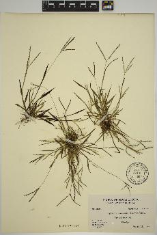 spécimen de Digitaria ischaemum