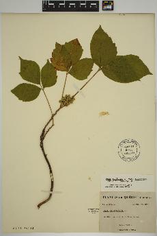 spécimen de Rhus radicans